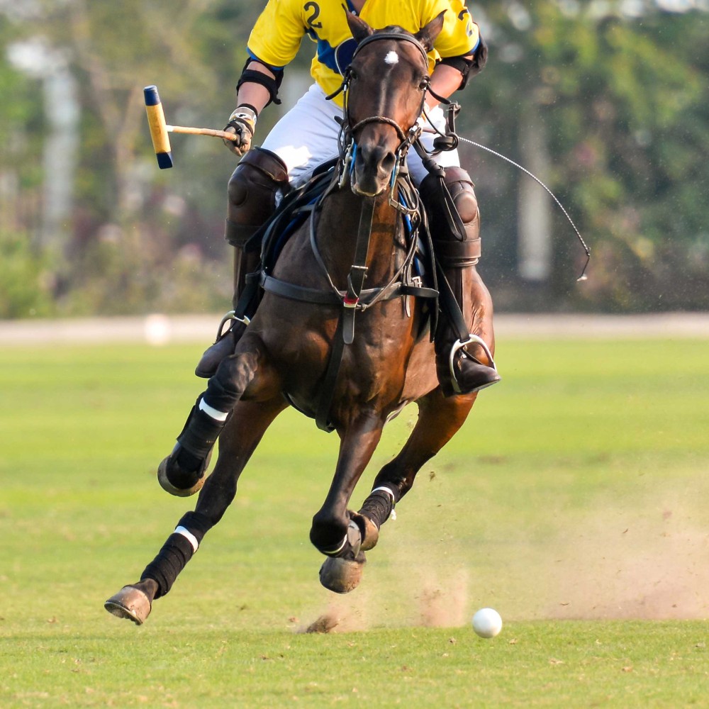 polo-permits-2_crop.jpg